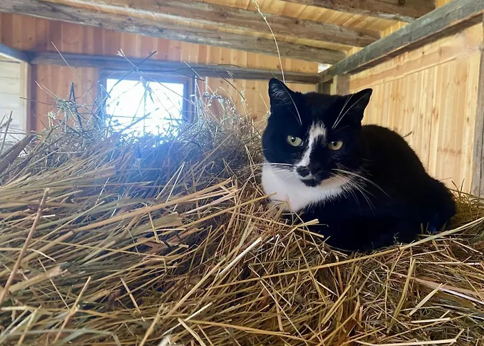 Tirol In By Interhome Umhausen